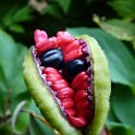 Paeonia mlokosevichii fruits